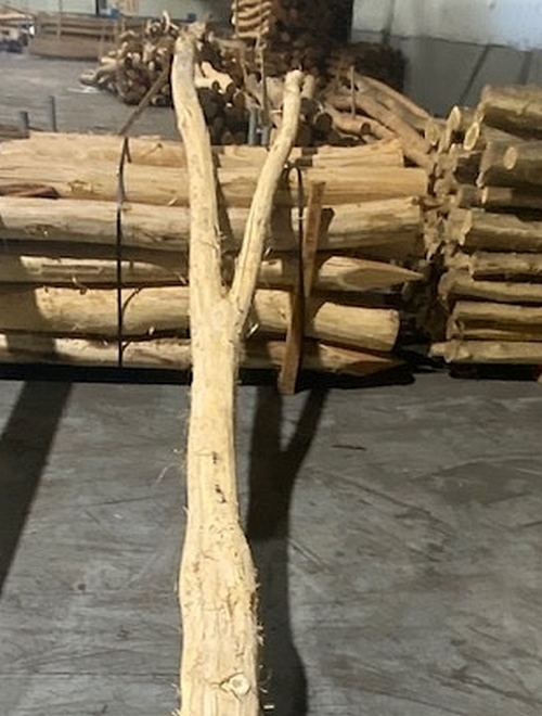 Robinia paal geschild - Y gevorkt